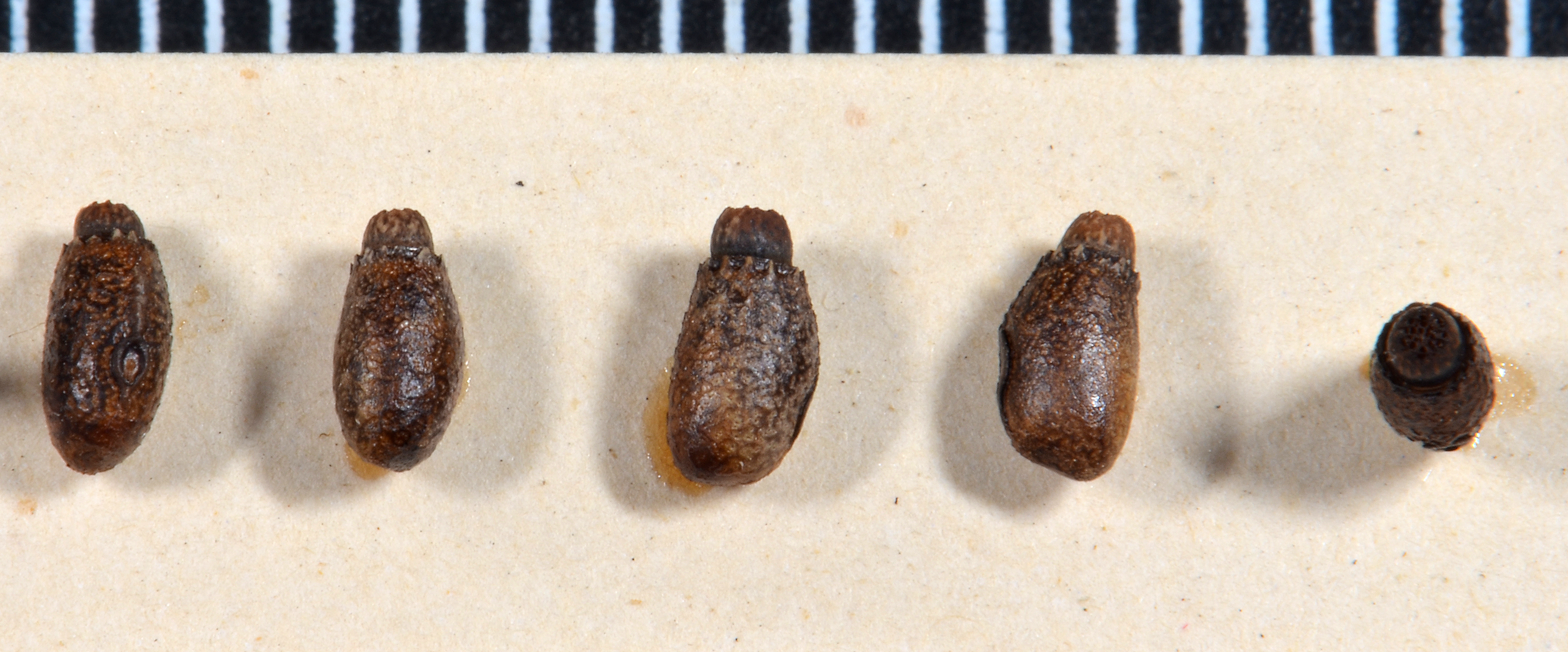 Tectarchus ovobessus Salmon, 1954: copyright MONZ, Wellington. eggs, Waikaremoana, 22.03.1945, J.T. Salmon. (Otu).