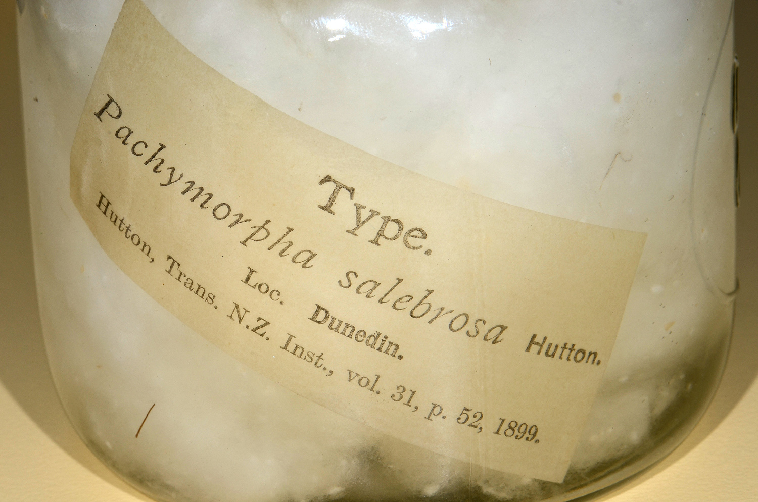 CollectionObject 1562180; 7b138577-95fd-4b57-ae26-10853e605006: copyright CMNZ, Christchurch. female of Tectarchus salebrosus, data (holotype). (CollectionObject).