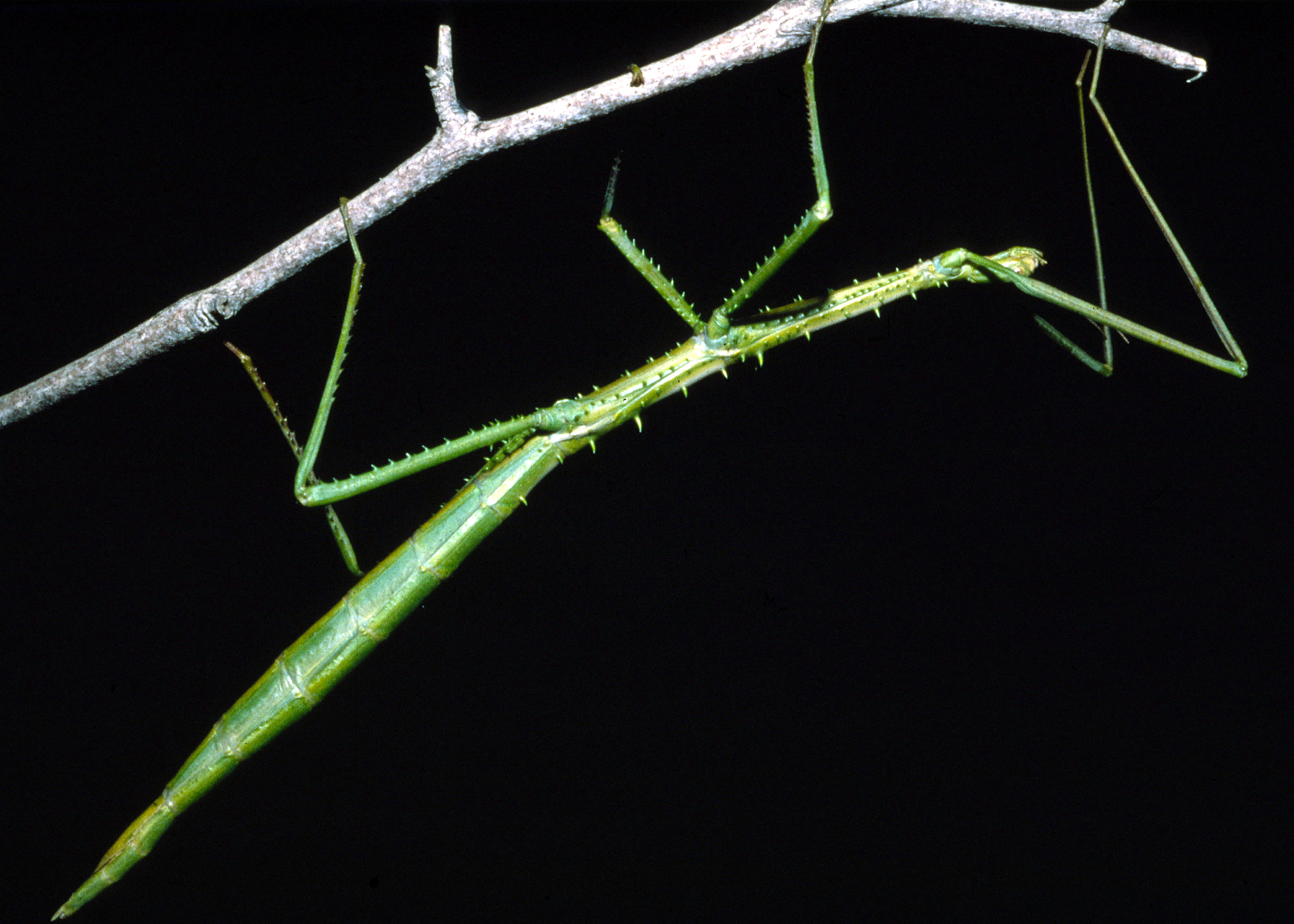 Acanthoderus Gray, 1835: copyright Steve Wilson. Acanthoderus spinosus female [probable] [TYPE SPECIES]. (Otu).