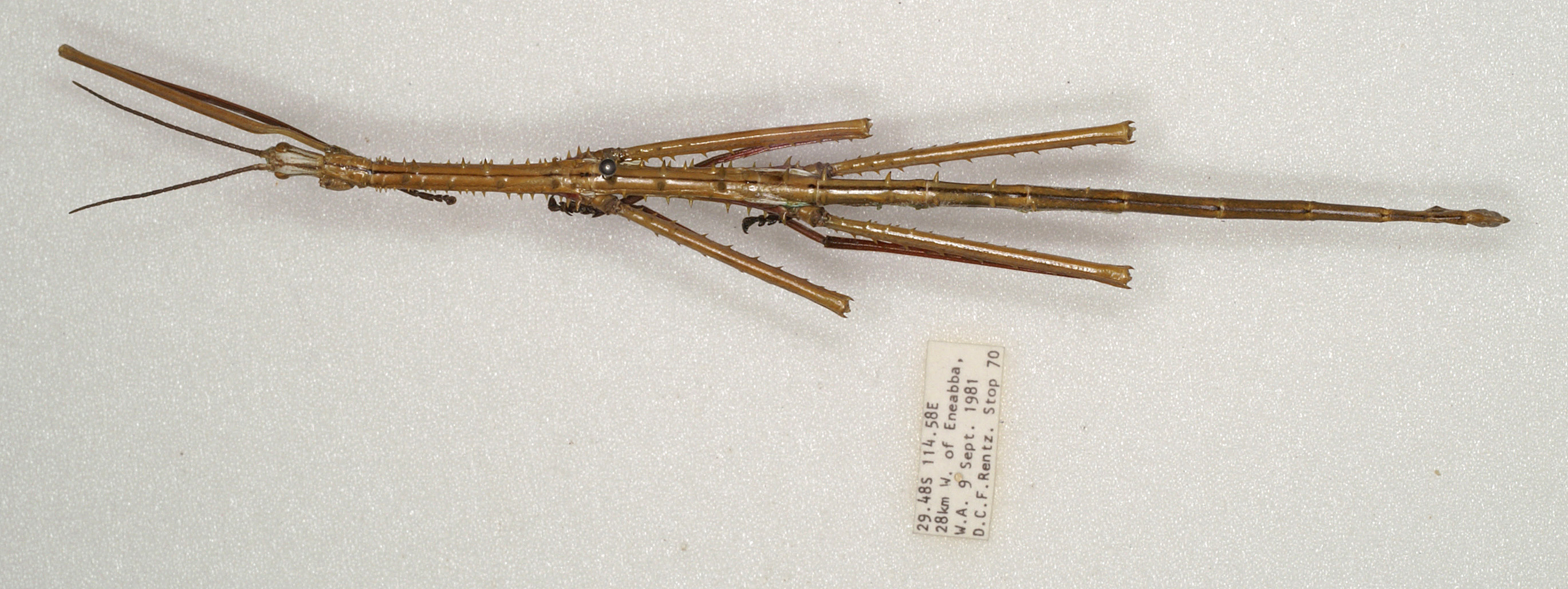 Acanthoderus spinosus (Gray, 1834): copright ANIC. male, dorsal view (non-type). (Otu).