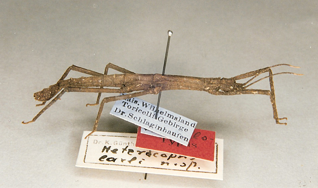 CollectionObject 1560678; 42f99bf3-cd15-43c0-86c5-080318ad1758: copyright Oliver Zompro. male (syntype). (CollectionObject).;CollectionObject 1560679; 2f2bb7fc-693a-4f43-82eb-cb50eef975b6: copyright Oliver Zompro. male (syntype). (CollectionObject).