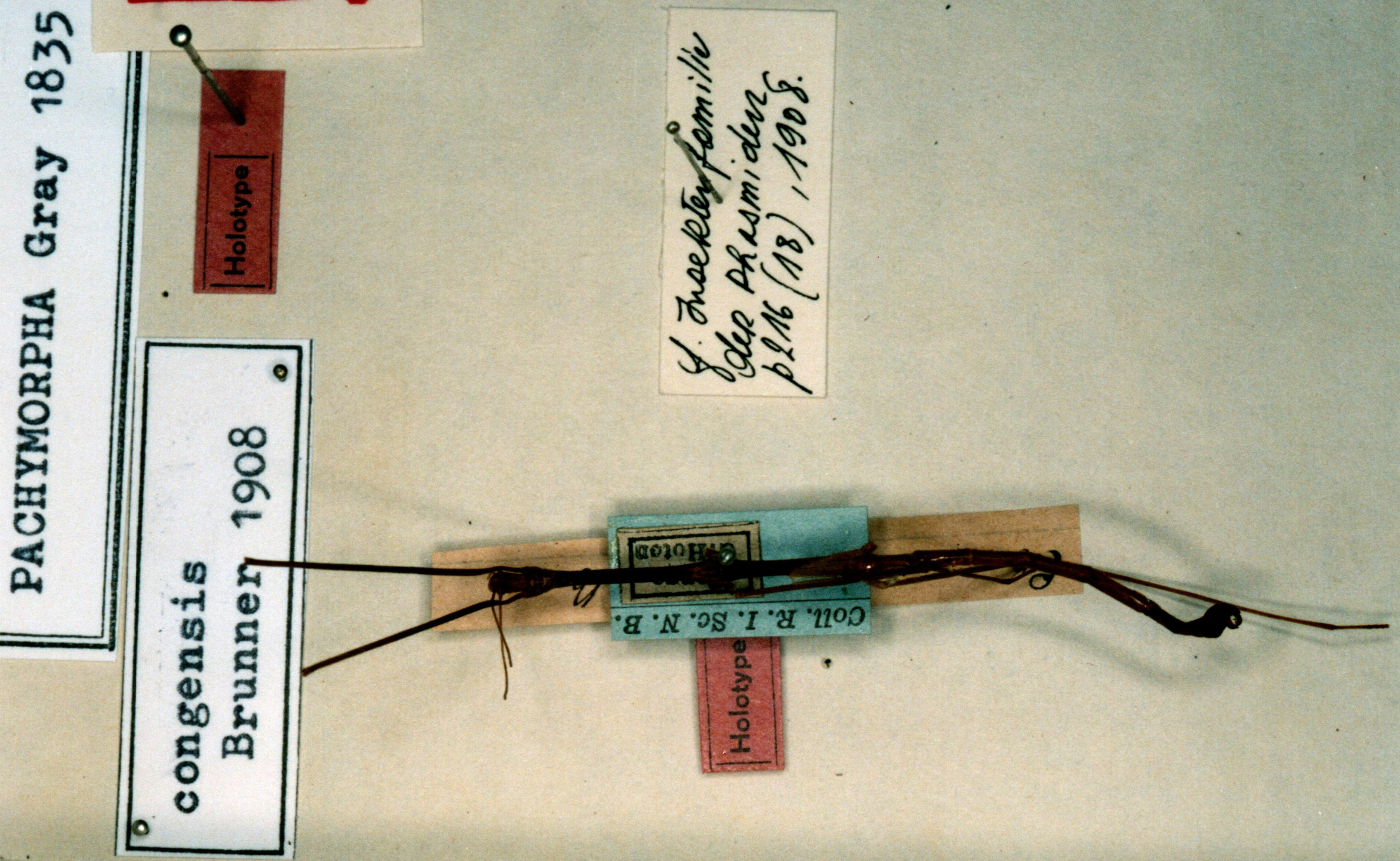 CollectionObject 1560680; 0e10fc83-b299-42e9-89b5-0deae6d38367: copyright RBINS Brussels. male (holotype?). (CollectionObject).