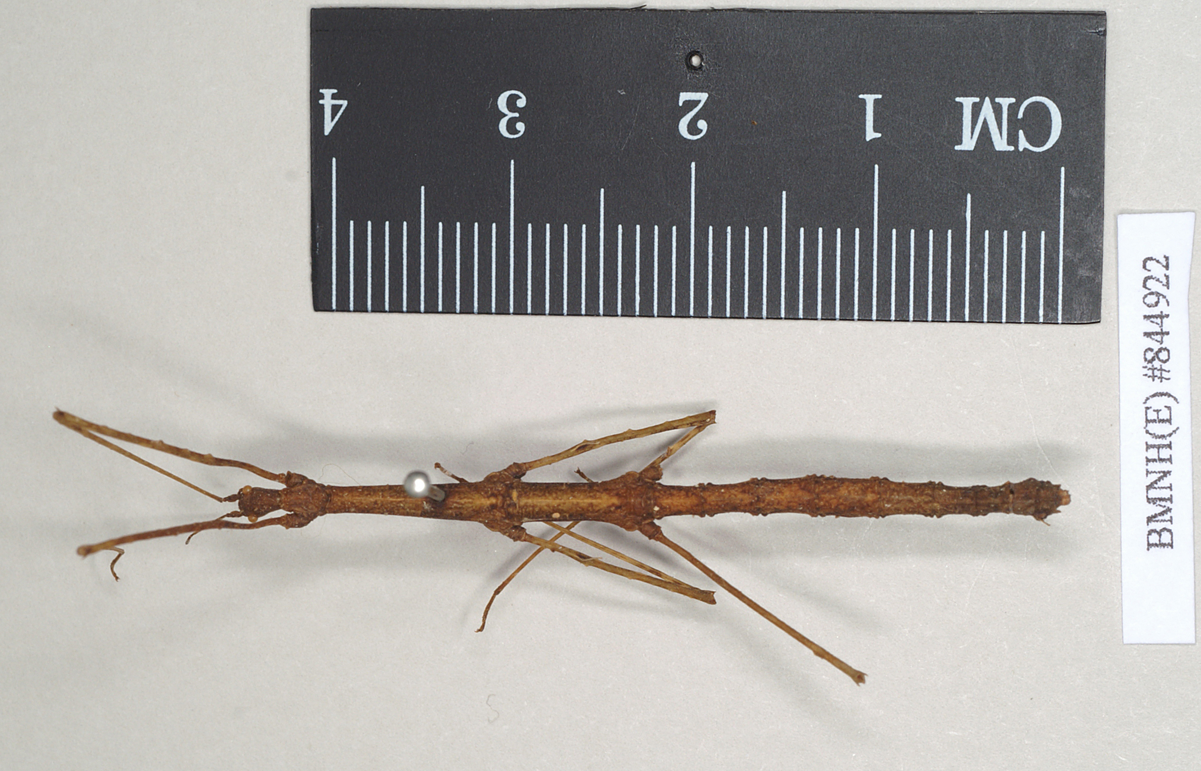 CollectionObject 1560681; NHMUK(SF IMPORT DUPLICATE) 844922, 3730239c-d31b-49dc-892e-1fd352725fec: copyright Natural History Museum, London. female (syntype). (CollectionObject).