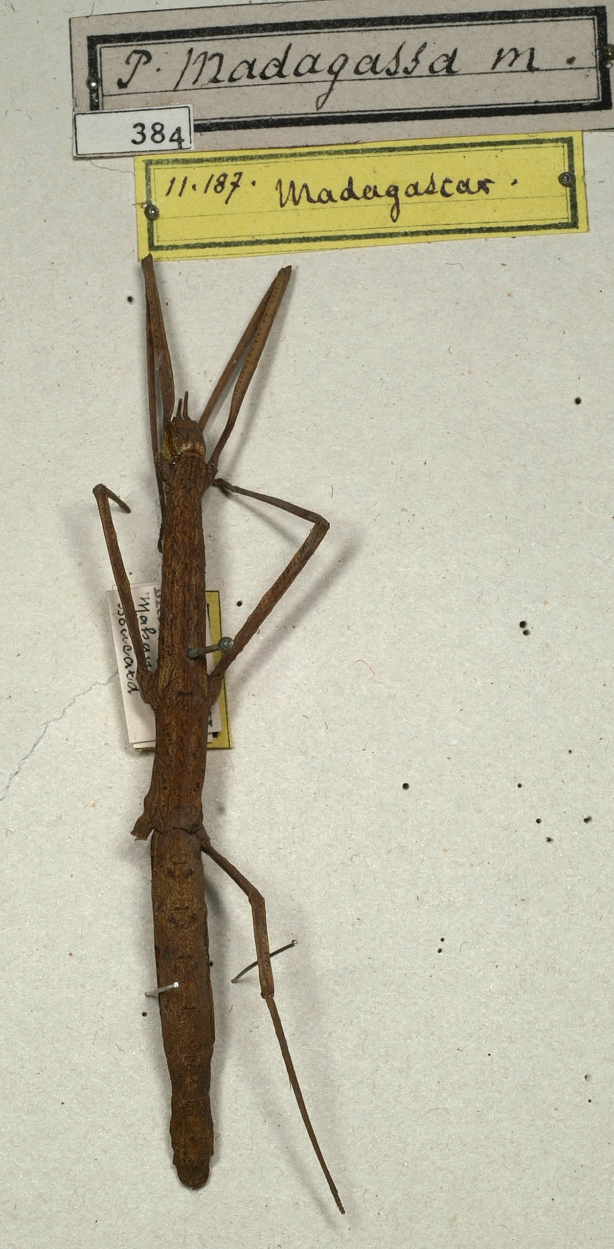 CollectionObject 1560685; NMW 384, 7ea5087c-83f6-4576-961a-51d384ab9879: copyright NMW, Vienna. female (holotype). (CollectionObject).