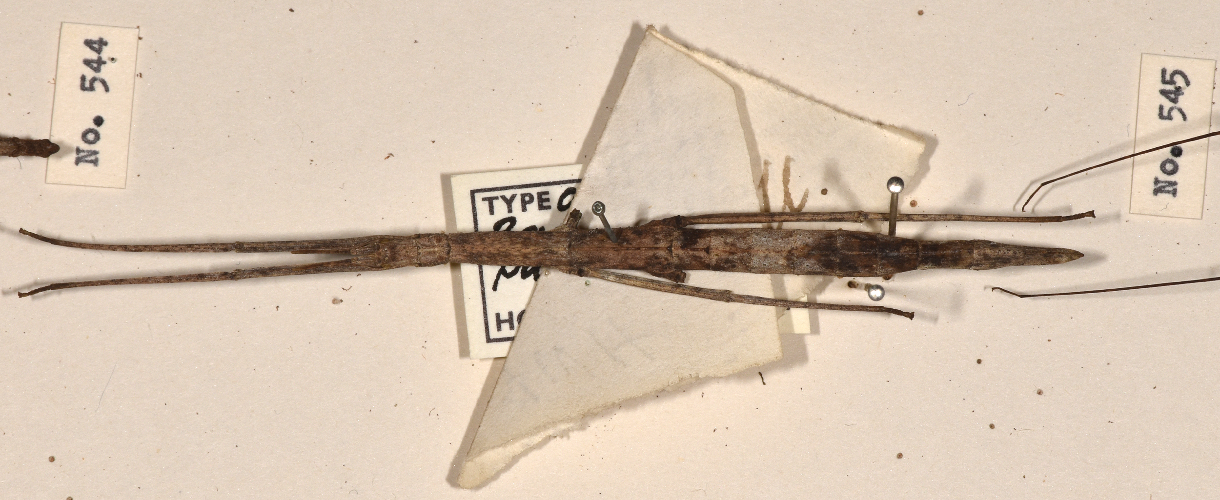 CollectionObject 1560688; 1a2fa274-bb9e-48d6-aa7b-2629218d3300: copyright UMO. female of synonym Bacillus pasithoe (holotype). (CollectionObject).