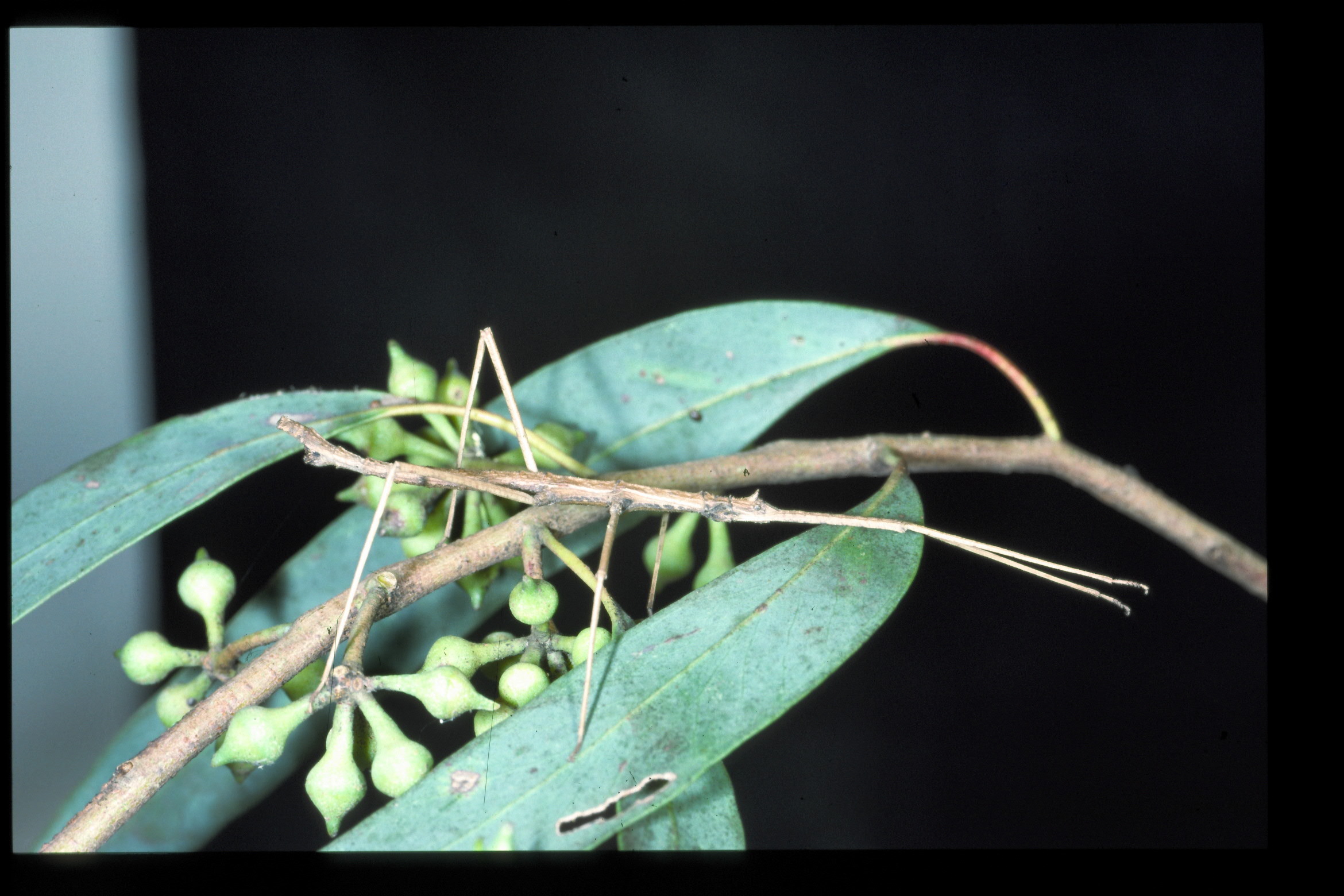 Pachymorpha squalida (Gray, 1833): copyright D.C.F. Rentz. male, NSW, i.1994. (Otu).