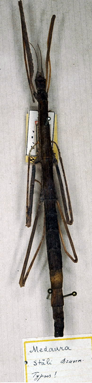 CollectionObject 1560693; daee785c-9be6-4f81-85d7-9015220eaebb: copyright MSNG. holotype (female). (CollectionObject).