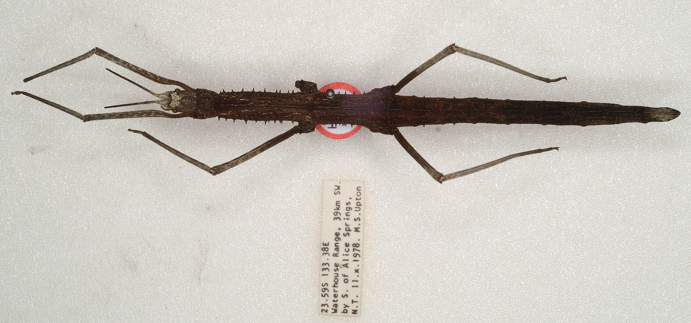 CollectionObject 1562780; b2a15469-c9a2-432c-889c-302d6a528681: copyright ANIC. female: dorsal view (holotype). (CollectionObject).