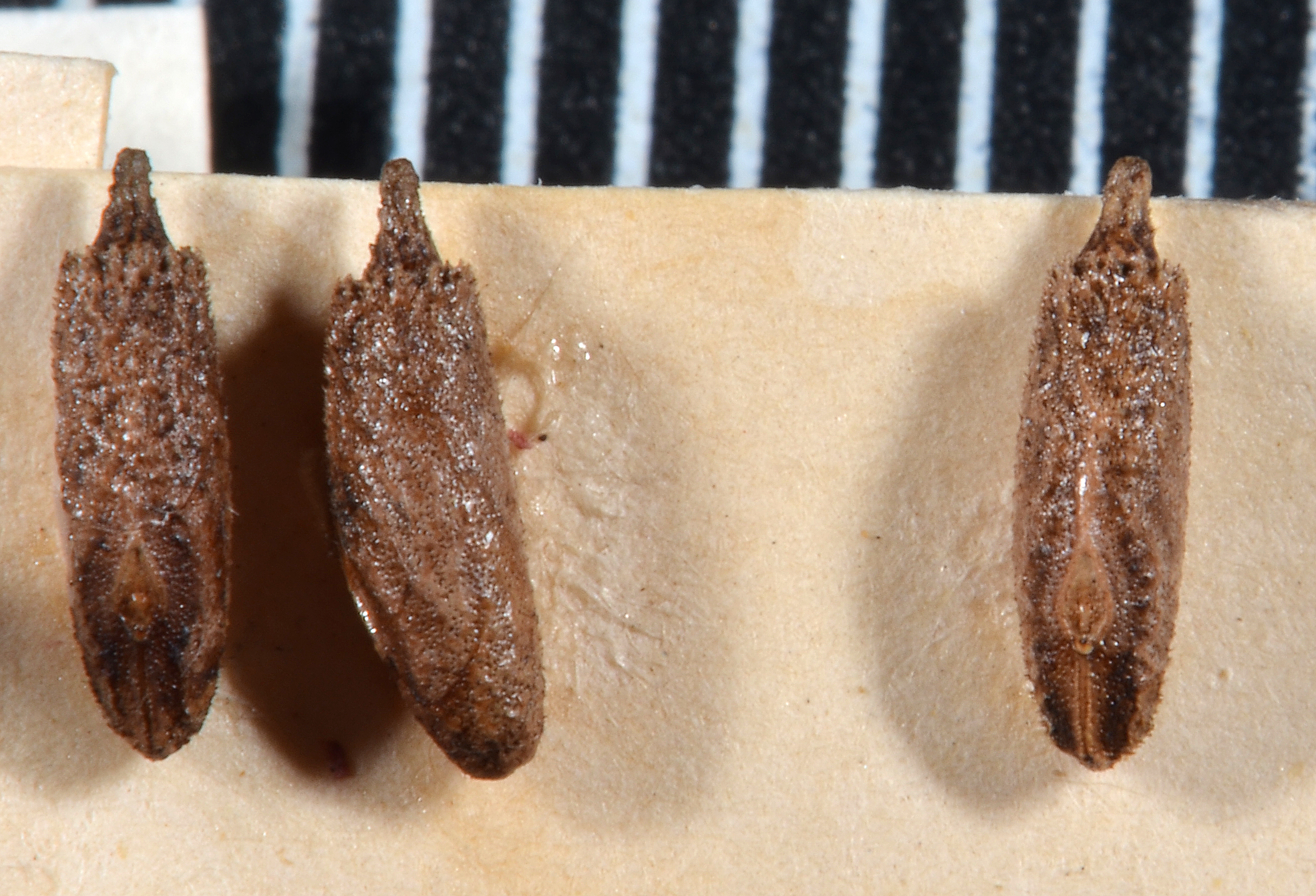 Asteliaphasma jucundum (Salmon, 1991): copyright MONZ, Wellington. eggs, Mt Te Aroha, 06.05.1946, J.T. salmon. (Otu).