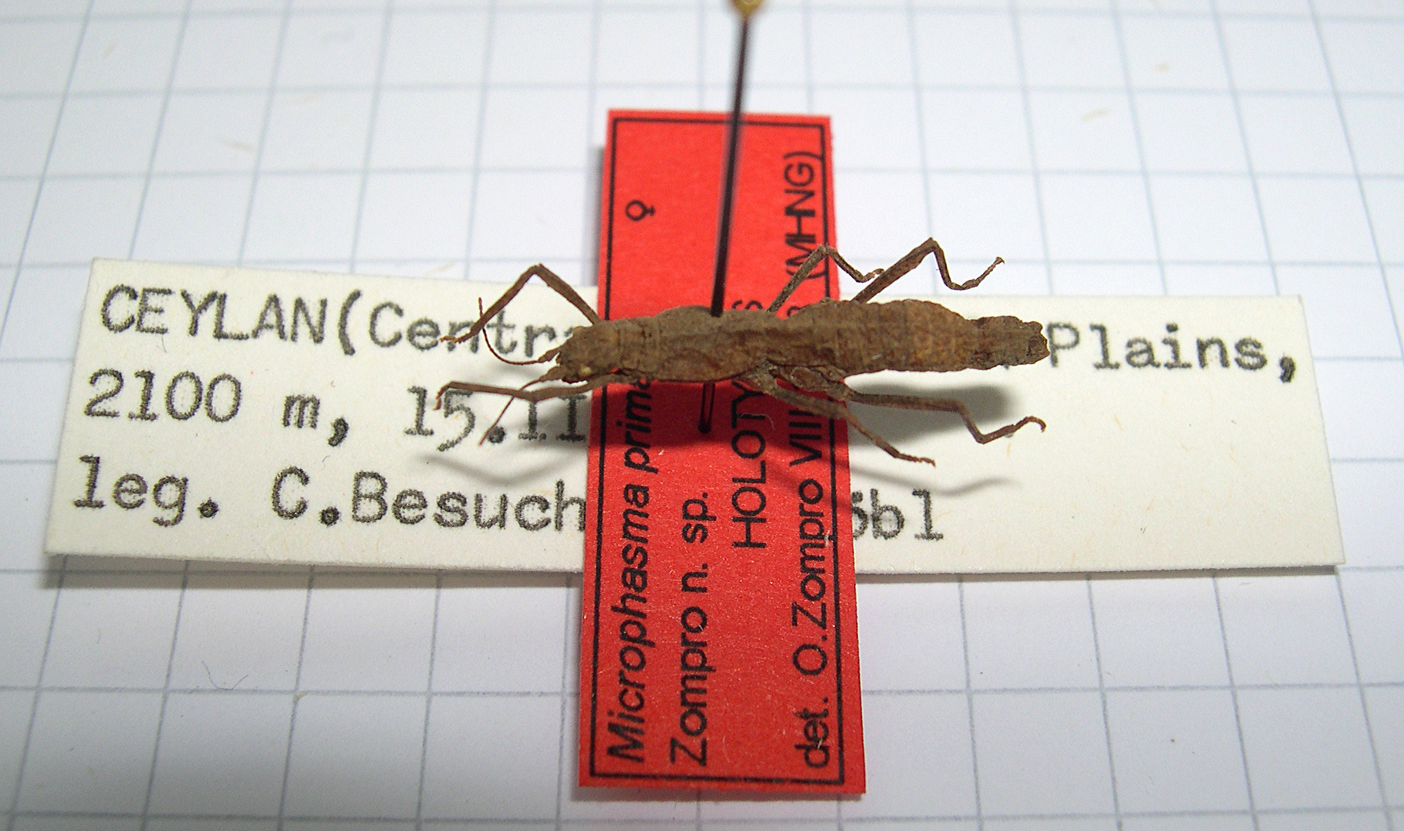 CollectionObject 1559863; e221d4c9-2476-4a83-a6bd-b3a8084a02bb: copyright MNHG, Geneva. female (holotype). (CollectionObject).