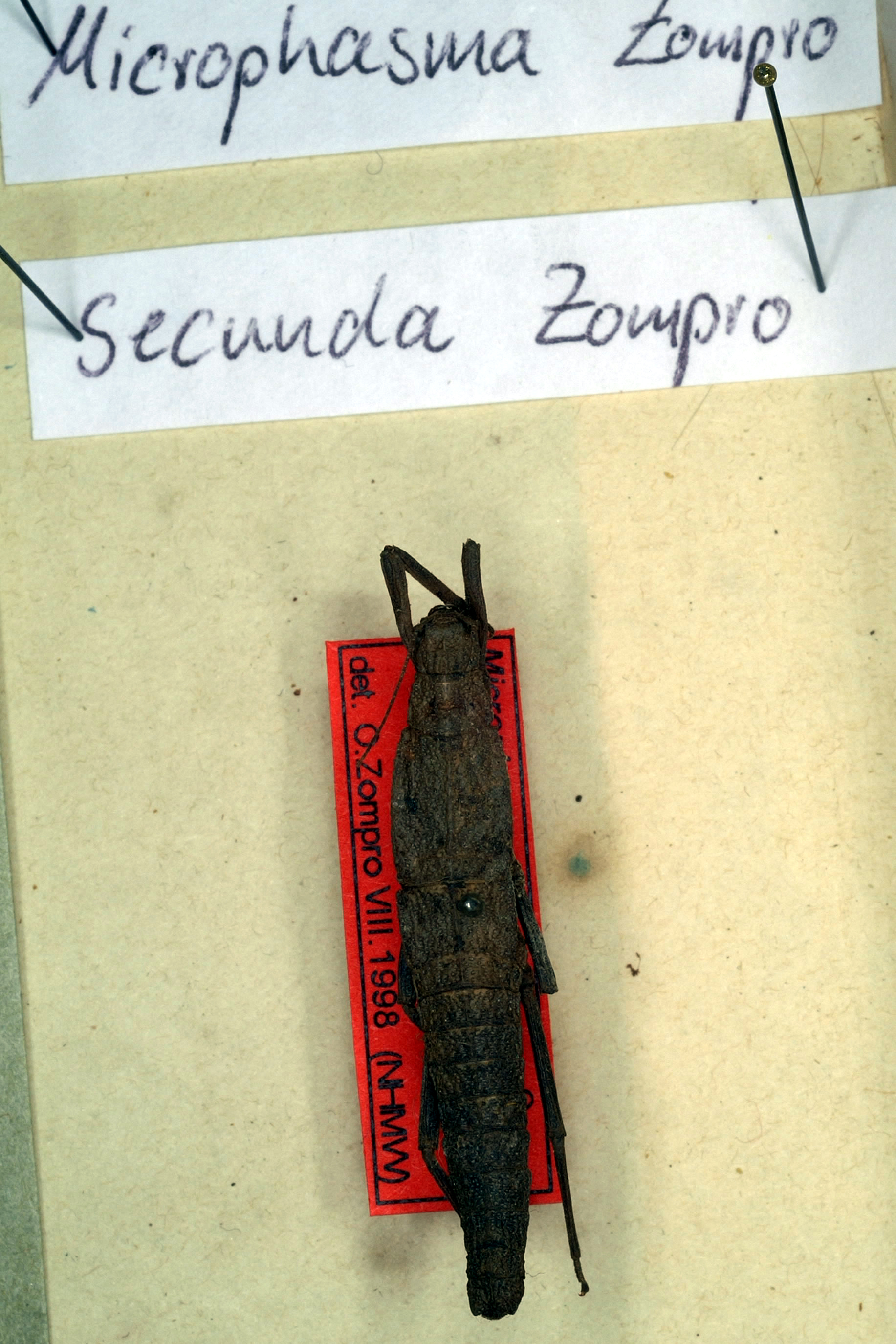 CollectionObject 1559864; e5981dd6-0f97-4d12-bc56-5fa881e77a4d: copyright NMW. female (holotype). (CollectionObject).
