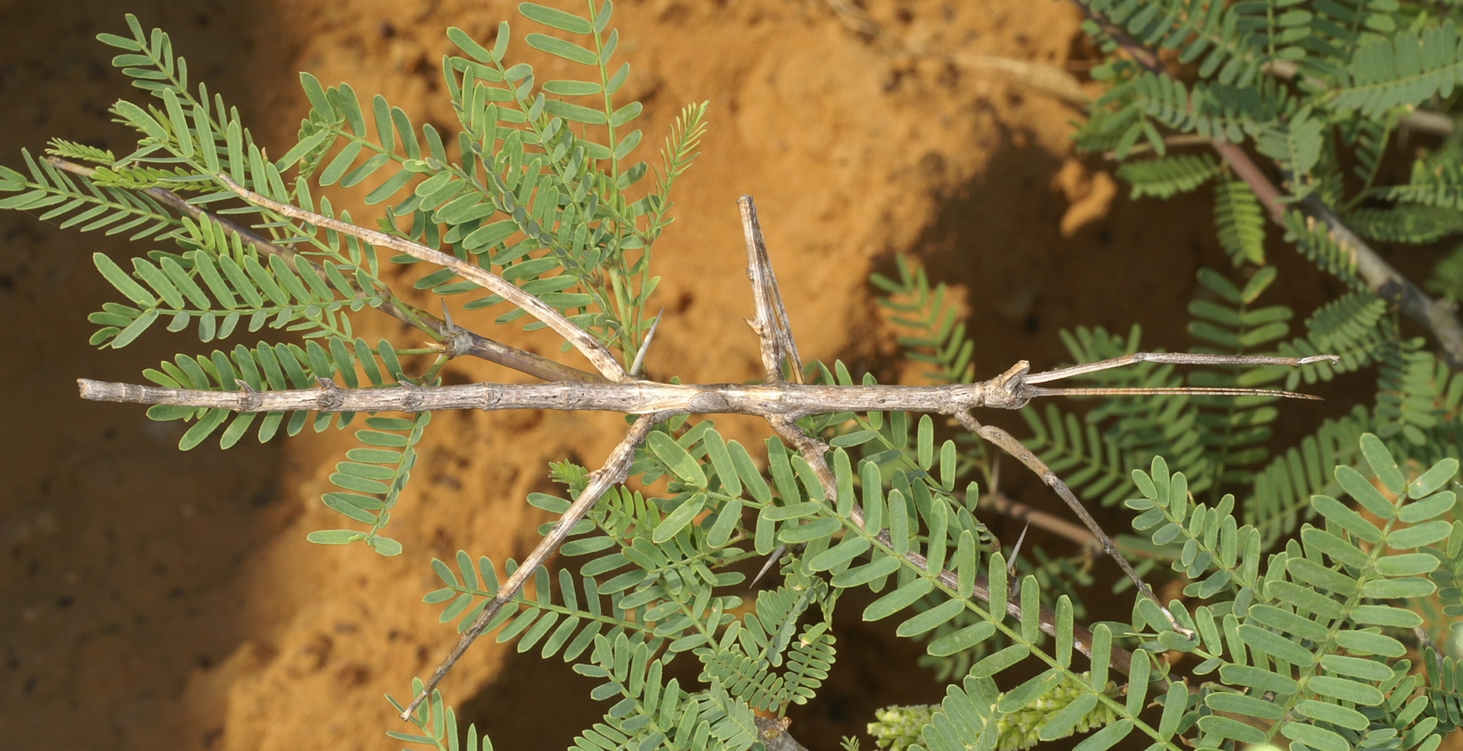 Bactrododema haworthii (Gray, 1835): copyright Paul D Brock. Female nymph on Acacia (South Africa: Wolfdrif, Pakhuis Pass, Nr Clanwilliam). (Otu).