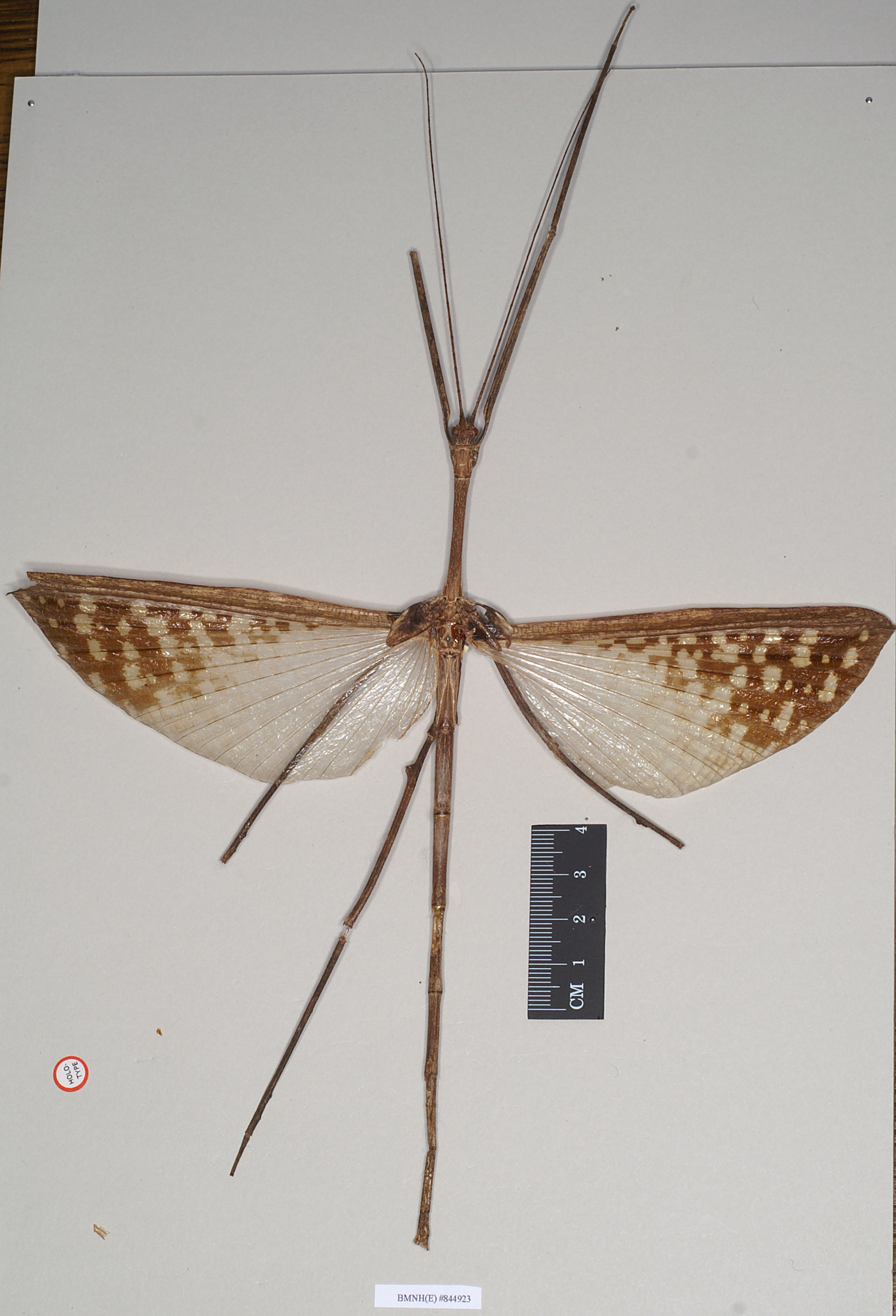 CollectionObject 1557405; NHMUK(SF IMPORT DUPLICATE) 844923, d1398531-e4cf-4f96-8dad-2071be4ef6a7: copyright Natural History Museum, London. male (syntype). (CollectionObject).