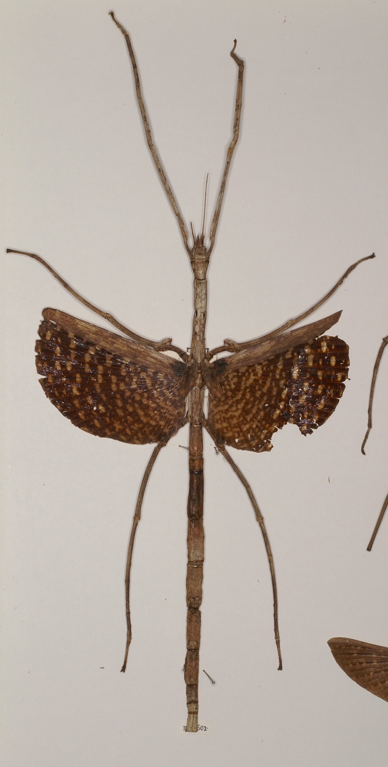 CollectionObject 1557408; 740e7e02-4a02-45f8-9962-45933d7ce492: copyright OUMNH. female (holotype). (CollectionObject).
