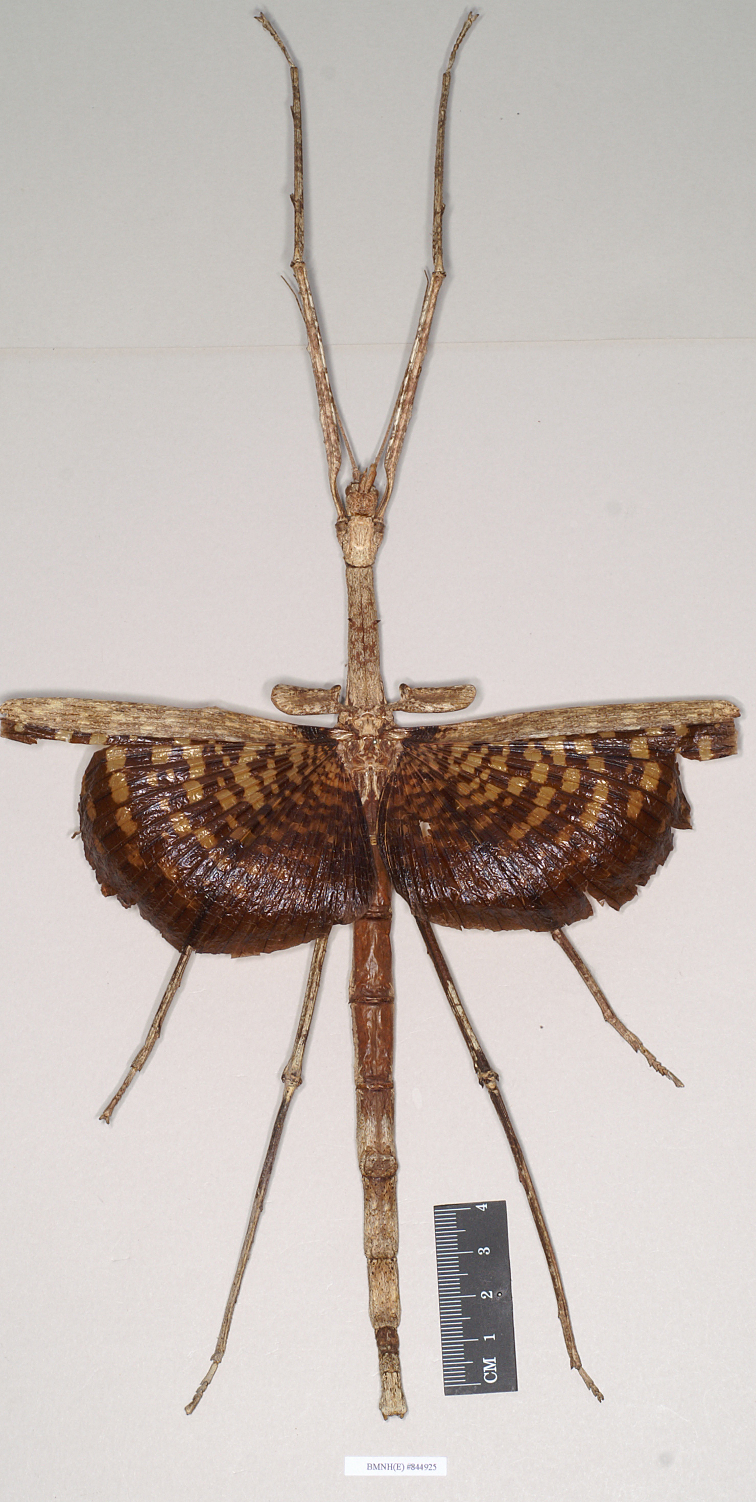 CollectionObject 1557409; NHMUK(SF IMPORT DUPLICATE) 844925, aec714da-ab35-4aa6-987c-746d0eb5e90d: copyright Natural History Museum, London. female of Ischnopoda episcopalis (syntype). (CollectionObject).