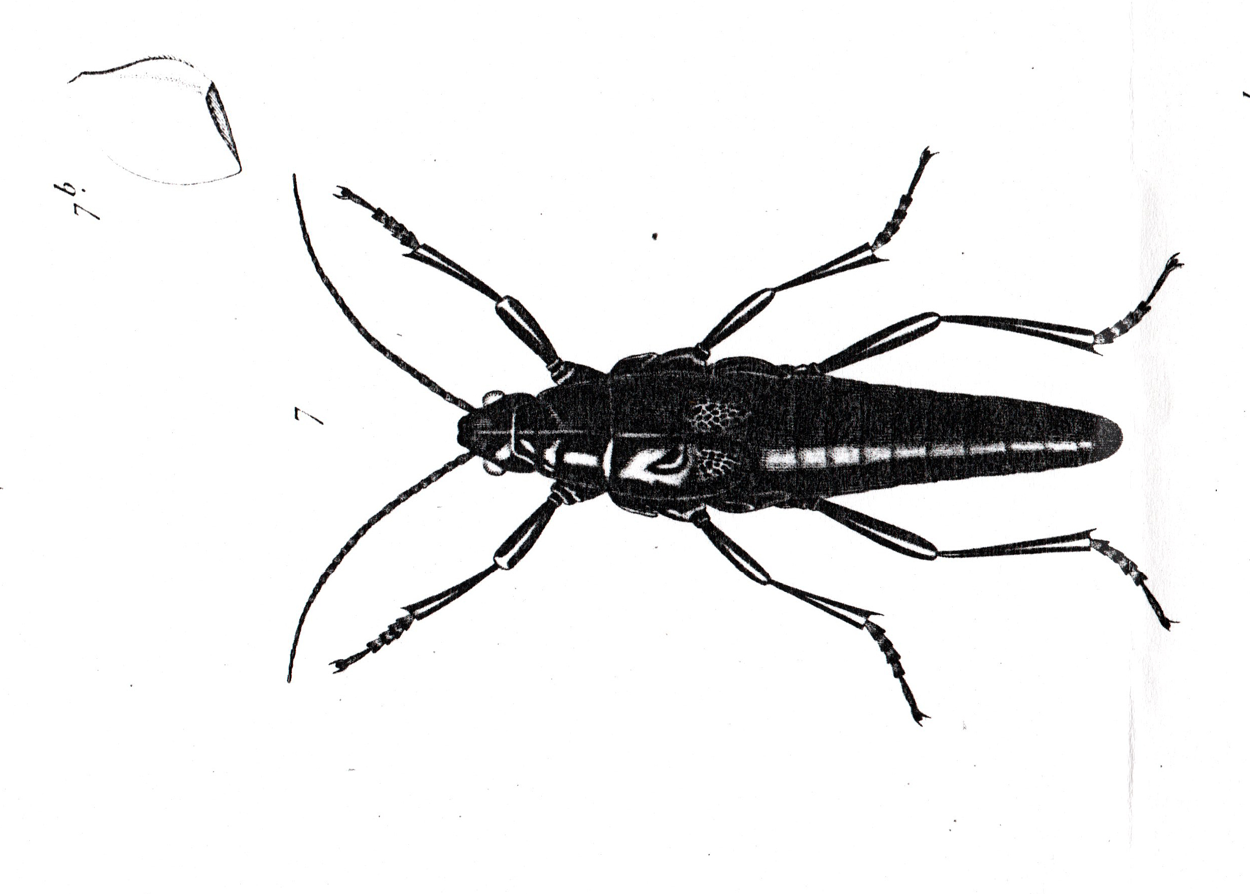 Agathemera Stål, 1875: from Blanchard 1851. Agathermera crassa. (Otu).