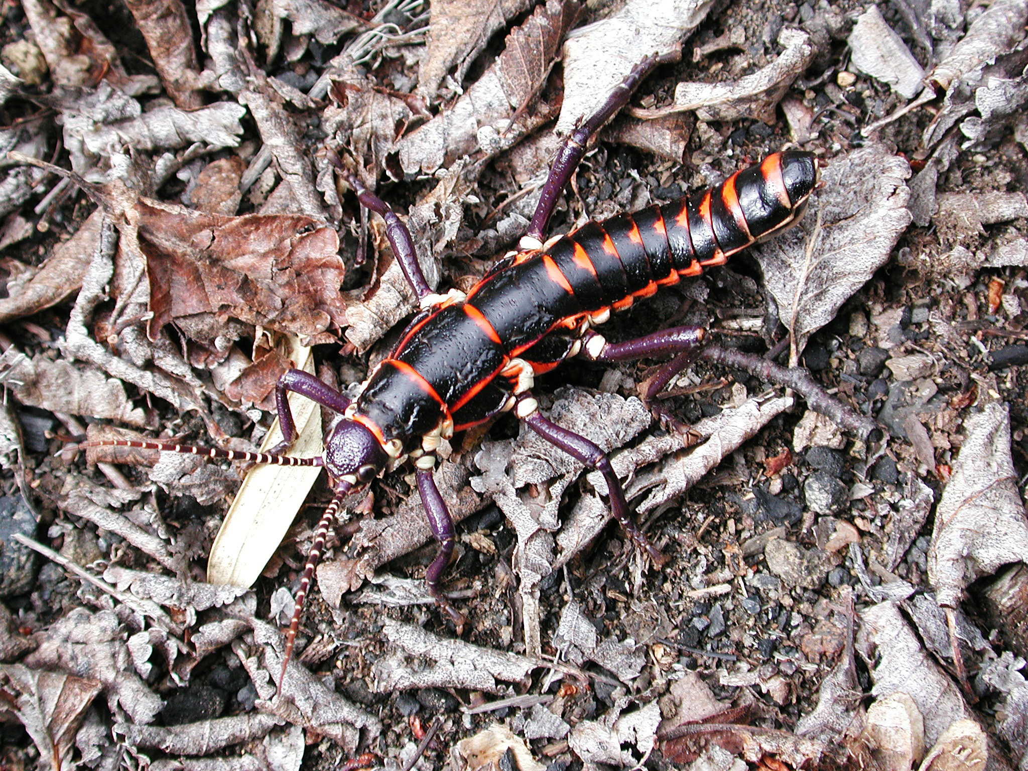 Agathemera elegans (Philippi, 1863): copyright A Camousseight. male in nature. (Otu).