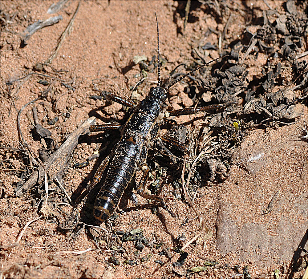 Agathemera maculafulgens Camousseight, 1995: Copyright J.P. Samadi. northern Argentina, 50 km north of Humahuaca, 15 November 2011; male in nature : male in nature. (Otu).