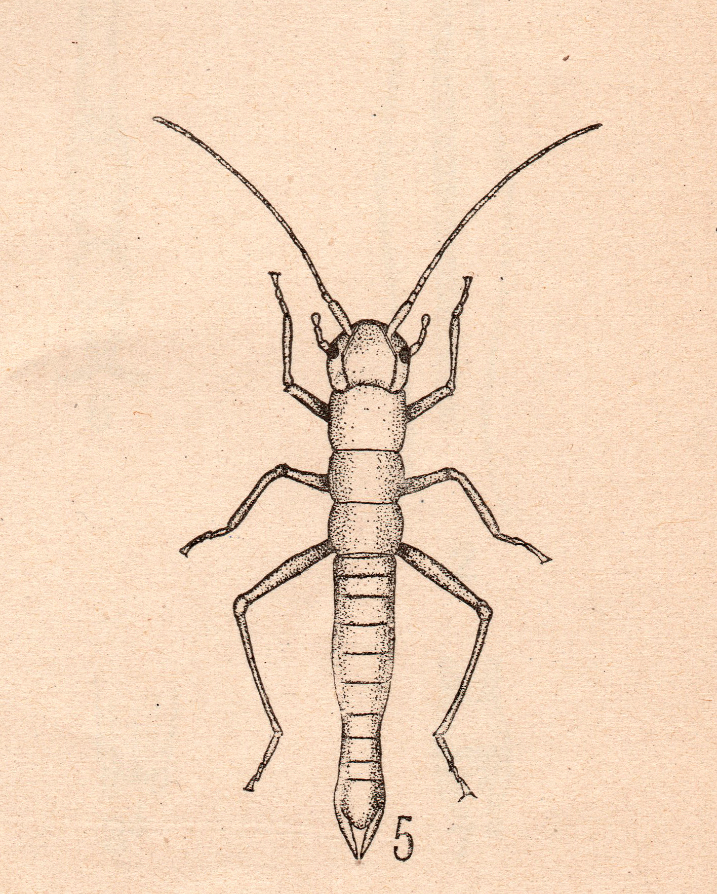 Timema Scudder, 1895: after Caudell (1903). Timema californicum [type species]. (Otu).