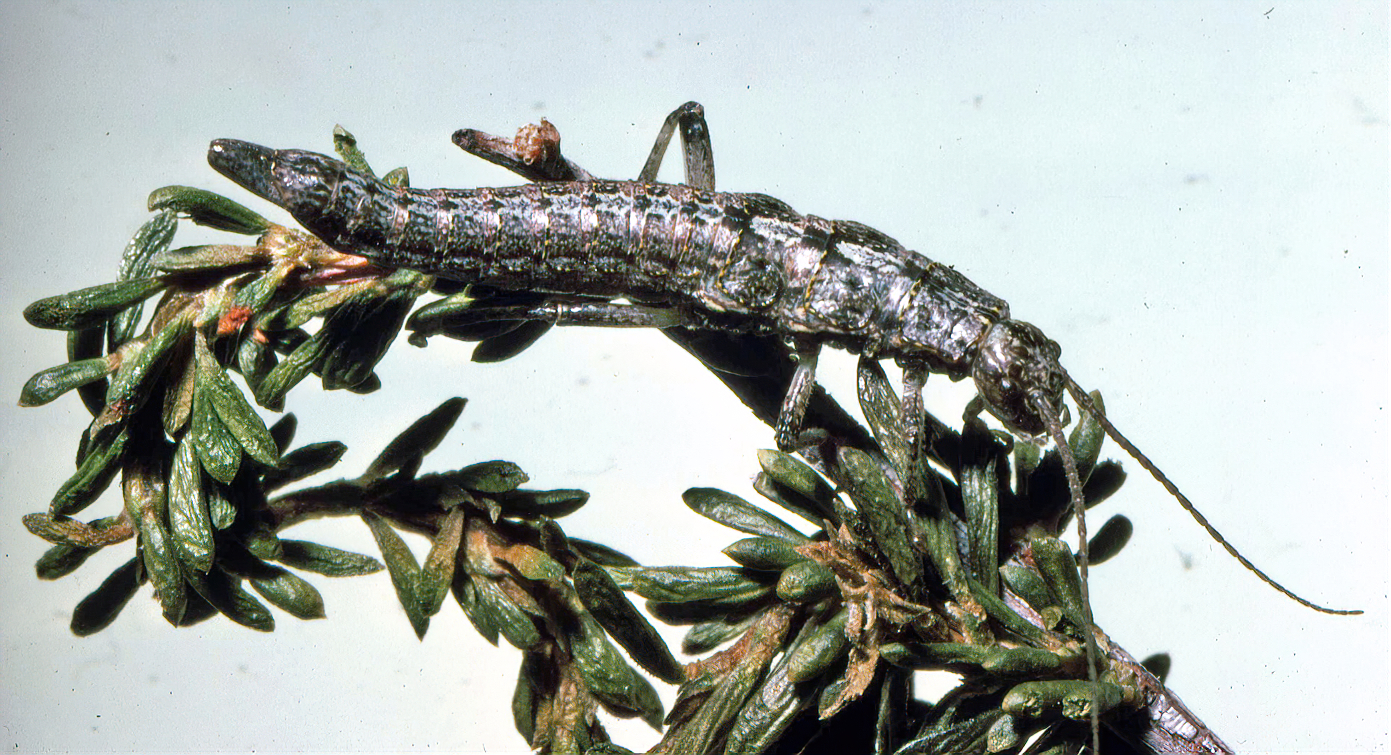CollectionObject 1562212; d6f16652-ccd9-4596-a9ed-5cb799e09dac: copyright David Rentz. female (holotype) from Arroyo Mocho, California. (CollectionObject).