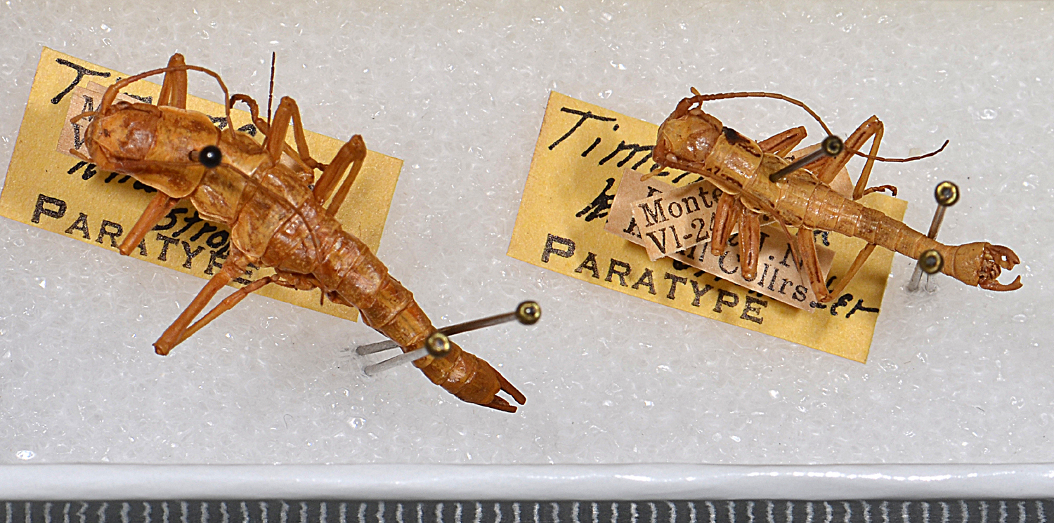 CollectionObject 1563626; a2f32a01-aaa1-4a42-9608-58e72c3bd36e: copyright USNM, Washington. female and male (paratypes). (CollectionObject).;CollectionObject 1563627; f3e15a77-f341-4482-9837-95f490257383: copyright USNM, Washington. female and male (paratypes). (CollectionObject).