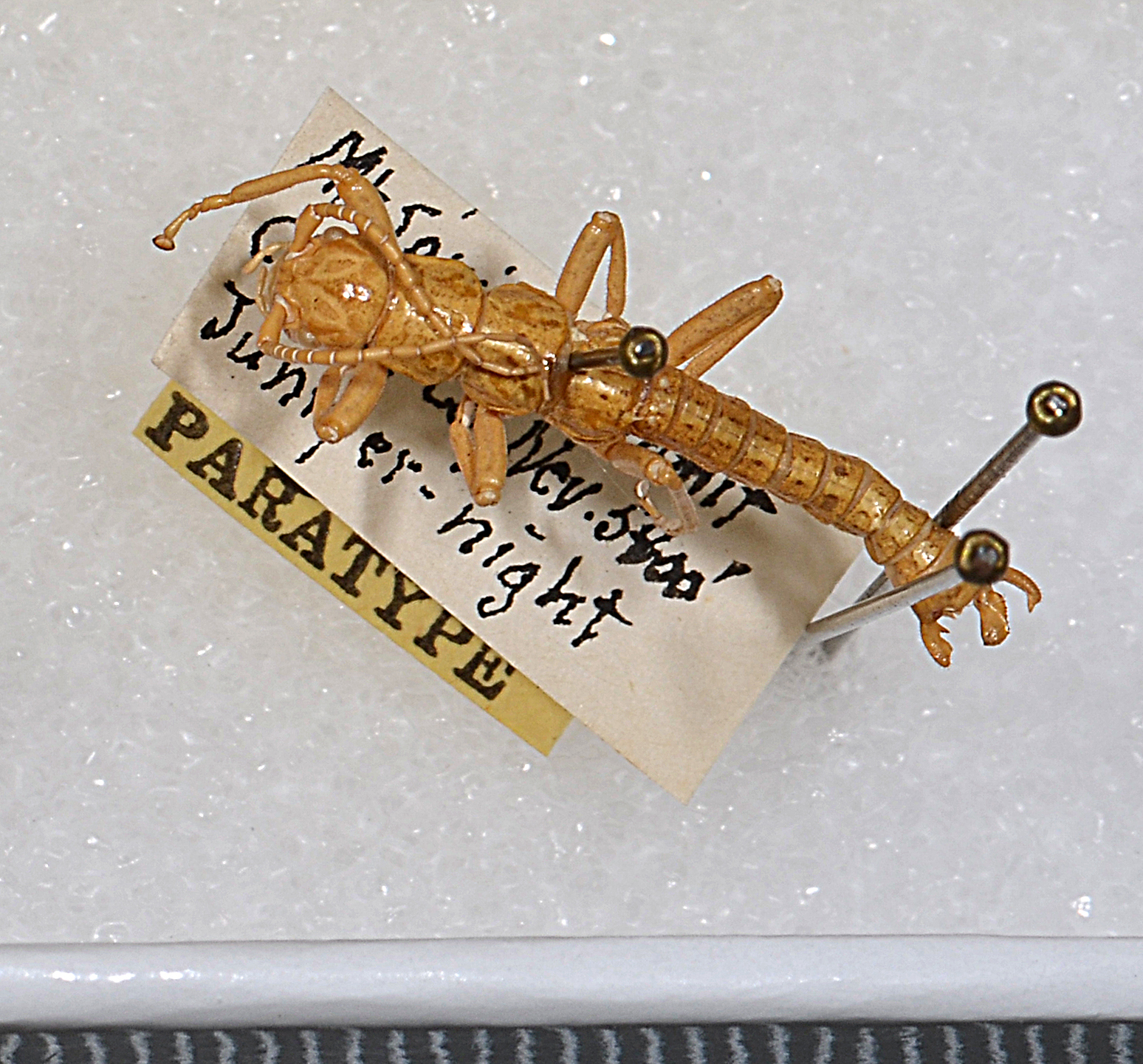 CollectionObject 1563628; 1483c09d-a848-48e5-a08e-ce2f109c02fa: copyright USNM, Washington. male (paratype). (CollectionObject).