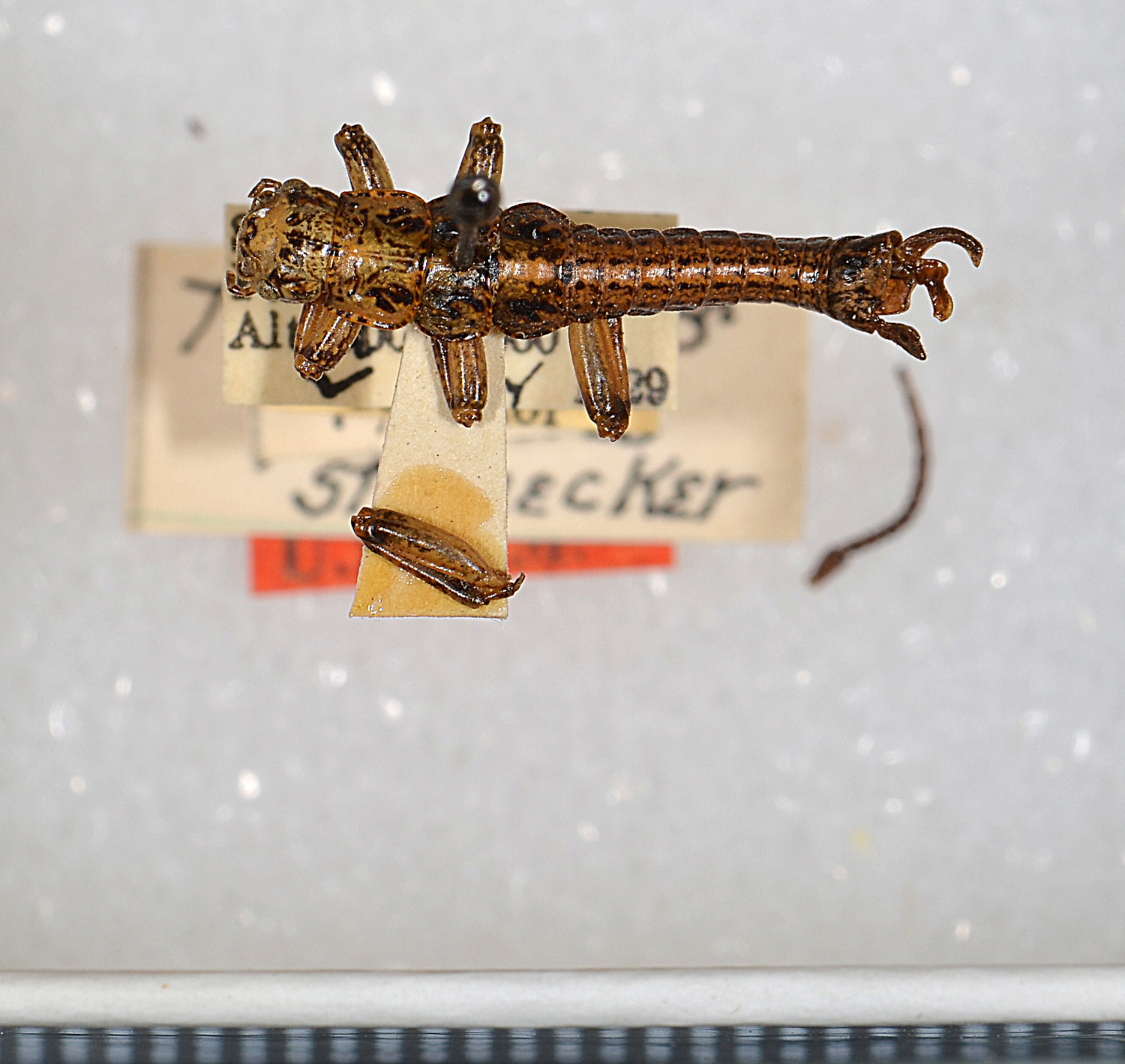 CollectionObject 1562221; 3d1b5623-a7f1-41dd-b5a8-6eb996f51715: copyright USNM, Washington. male (holotype). (CollectionObject).