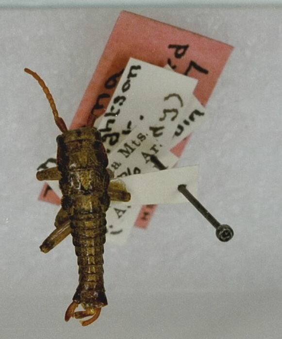 CollectionObject 1562223; 7ace6ad5-77ad-4f10-aa6e-cb0948f8a92c: copyright ANSP. male (holotype). (CollectionObject).