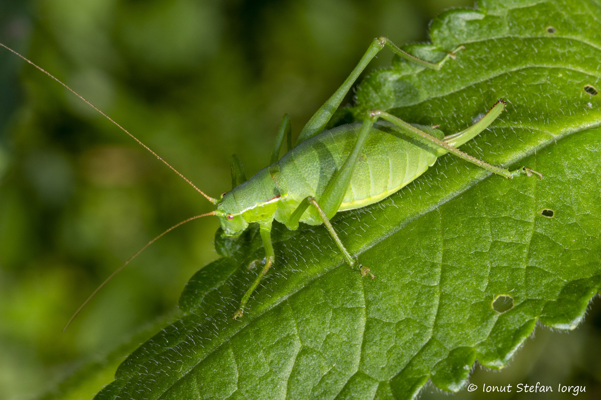 CollectionObject 1591451; e159b089-f573-4e0a-ba12-4957b435c682: female (RO: Hiliseu Crisan). (CollectionObject).