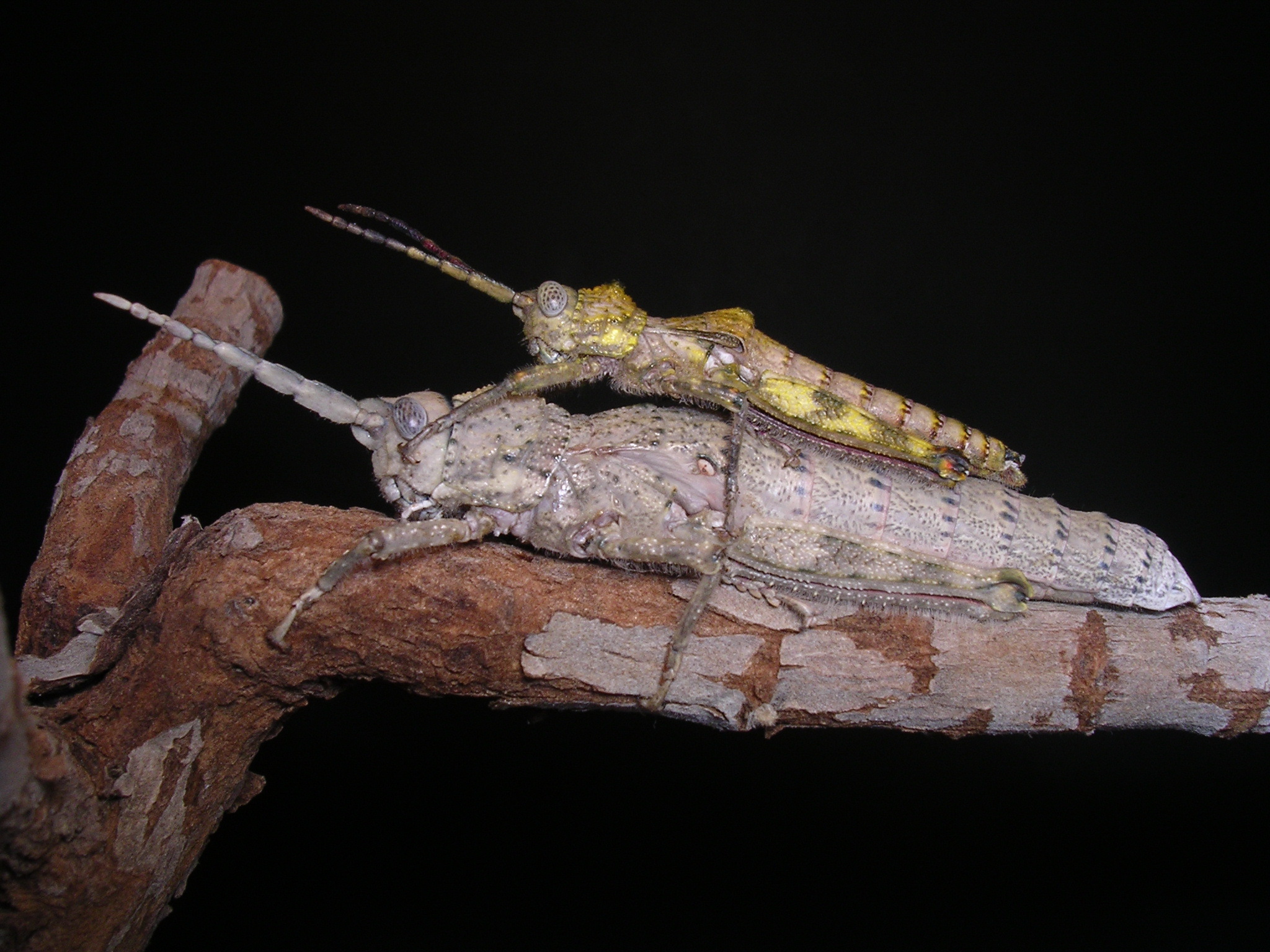 Purpuraria magna López & Oromí, 2013: pair (Lanzarote). (Otu).