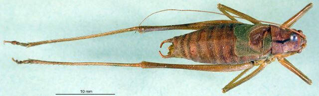 CollectionObject 1500648; 35ec7dc8-5161-498c-8a80-ffe6353e8567, DORSA BTisorhoHTM: male, dorsal view (holotype). (CollectionObject).