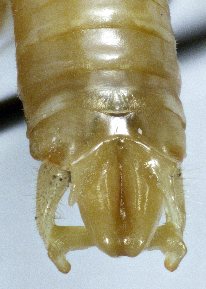 CollectionObject 1564396; c6789970-5203-4a39-b1c7-79a5cc63e8d2: male abdomen tip, dorsal view (holotype). (CollectionObject).