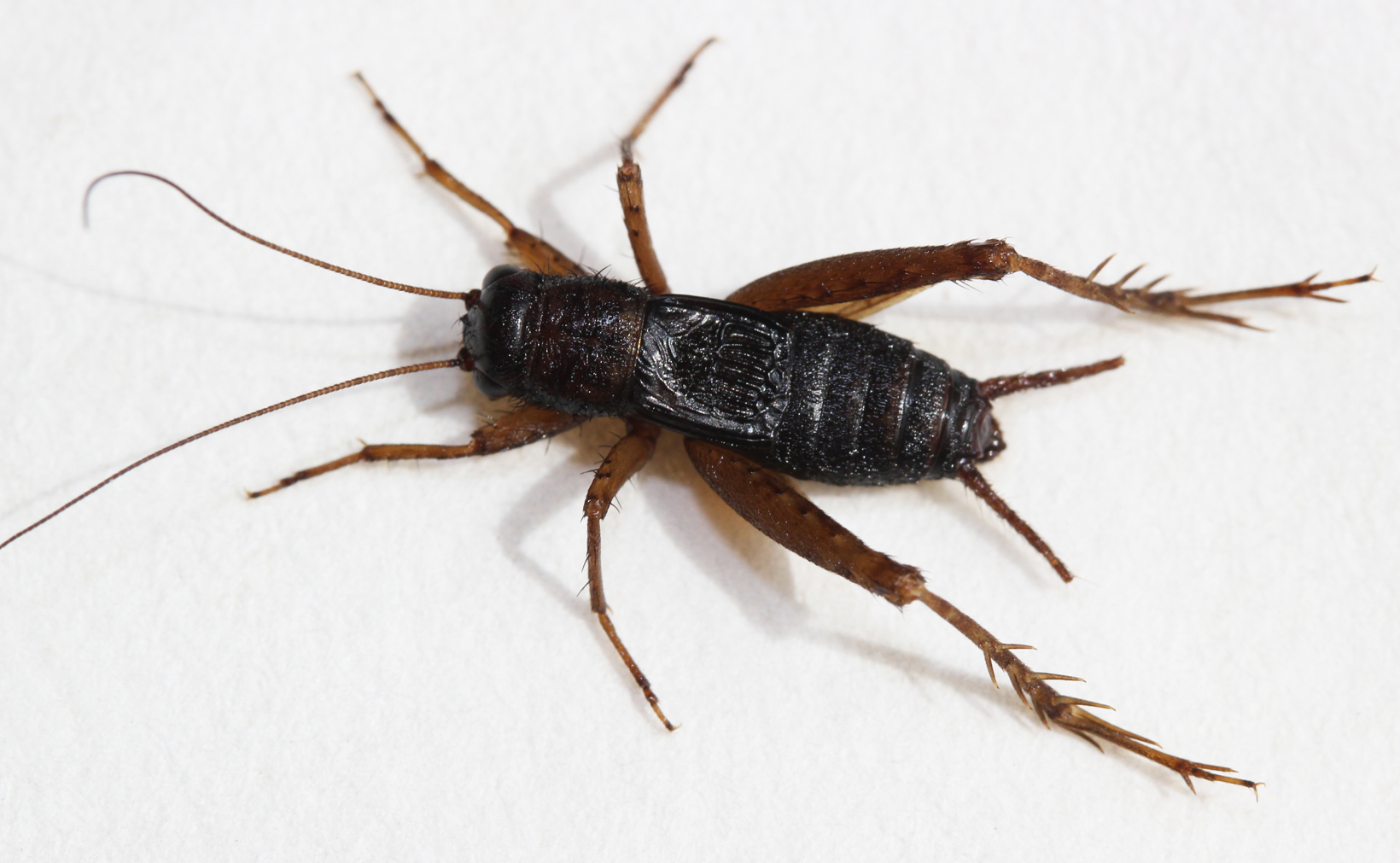 Nemobius interstitialis Barranco, Gilgado & Ortuno, 2013: 2013. male. (Otu).