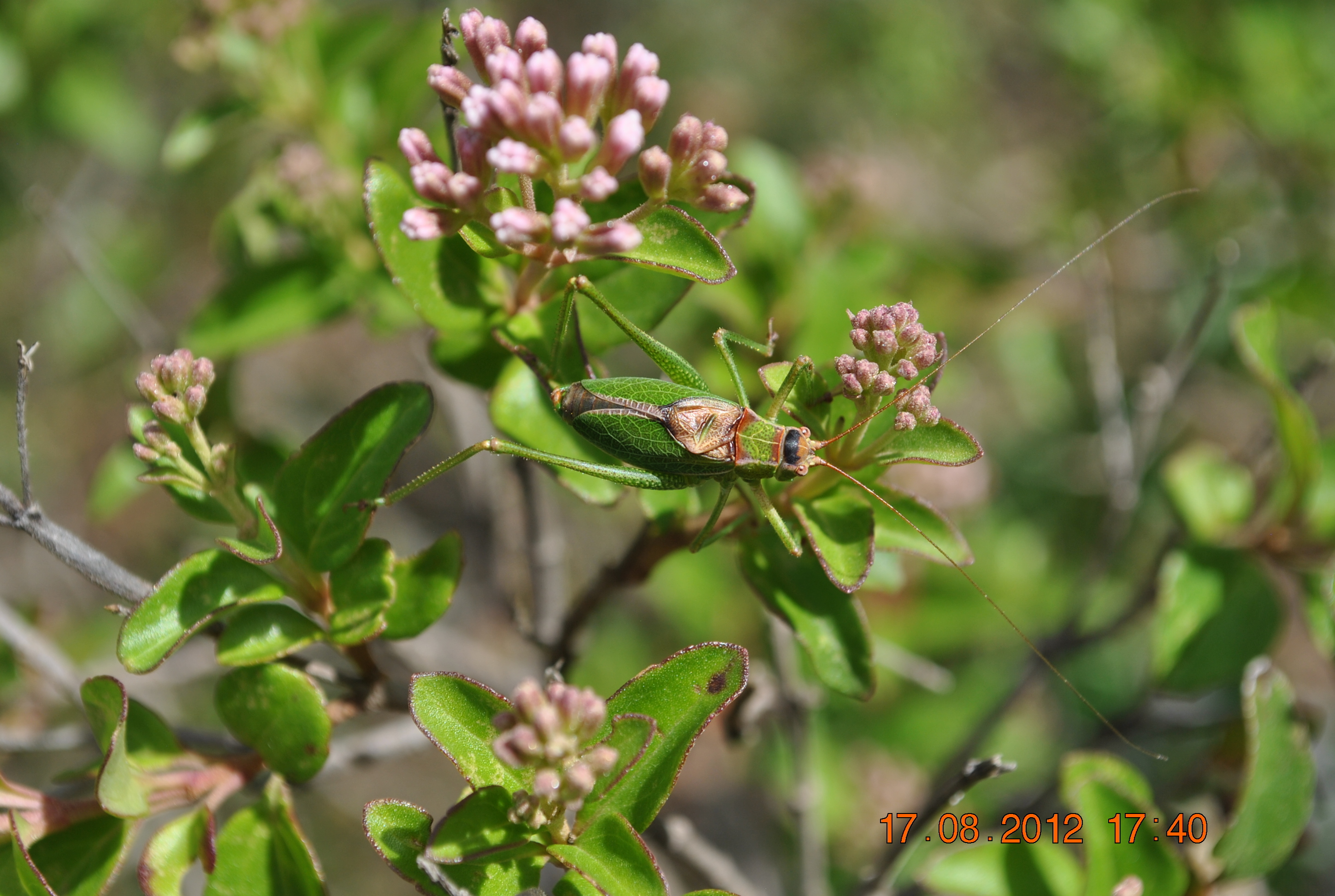Pterodichopetala alfredoi Barrientos-Lozano & Rocha-Sánchez, 2013: male. (Otu).