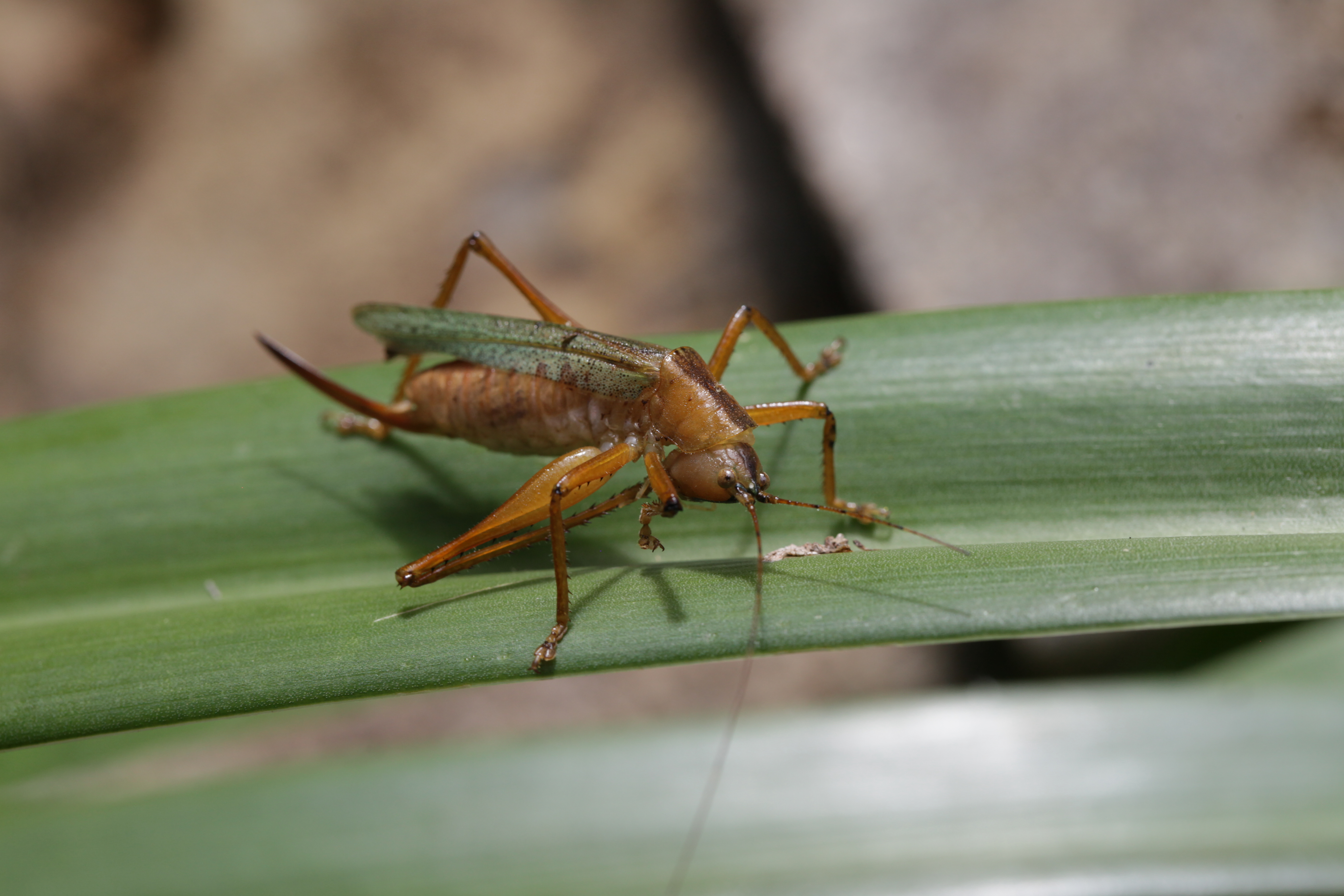 Afroagraecia pwania Hemp & Ingrisch, 2013: female, Amani E Usambara Tanzania. (Otu).