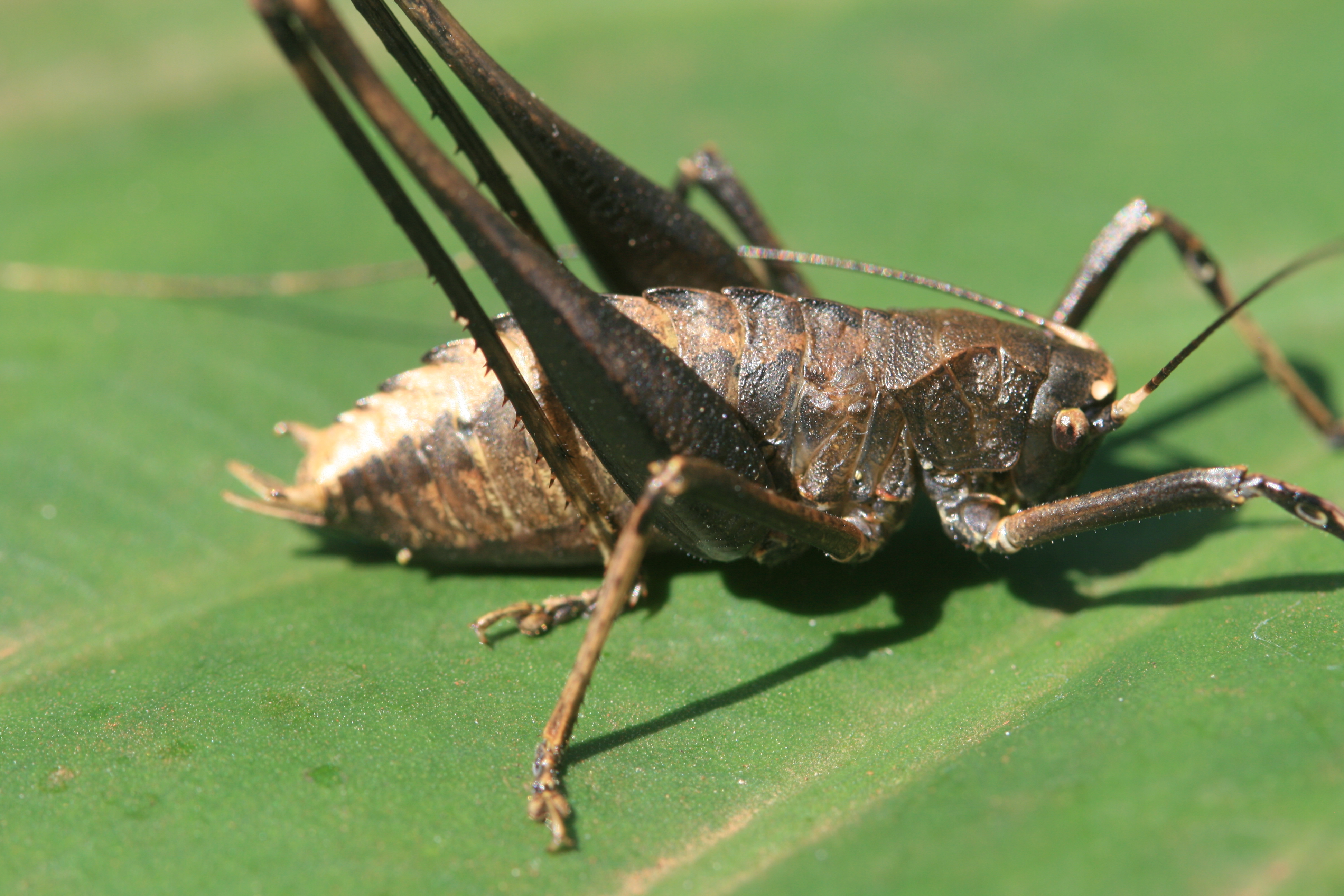 Apteroscirtus cristatus Hemp, 2013: male, Mazumbai, Tanzania. (Otu).