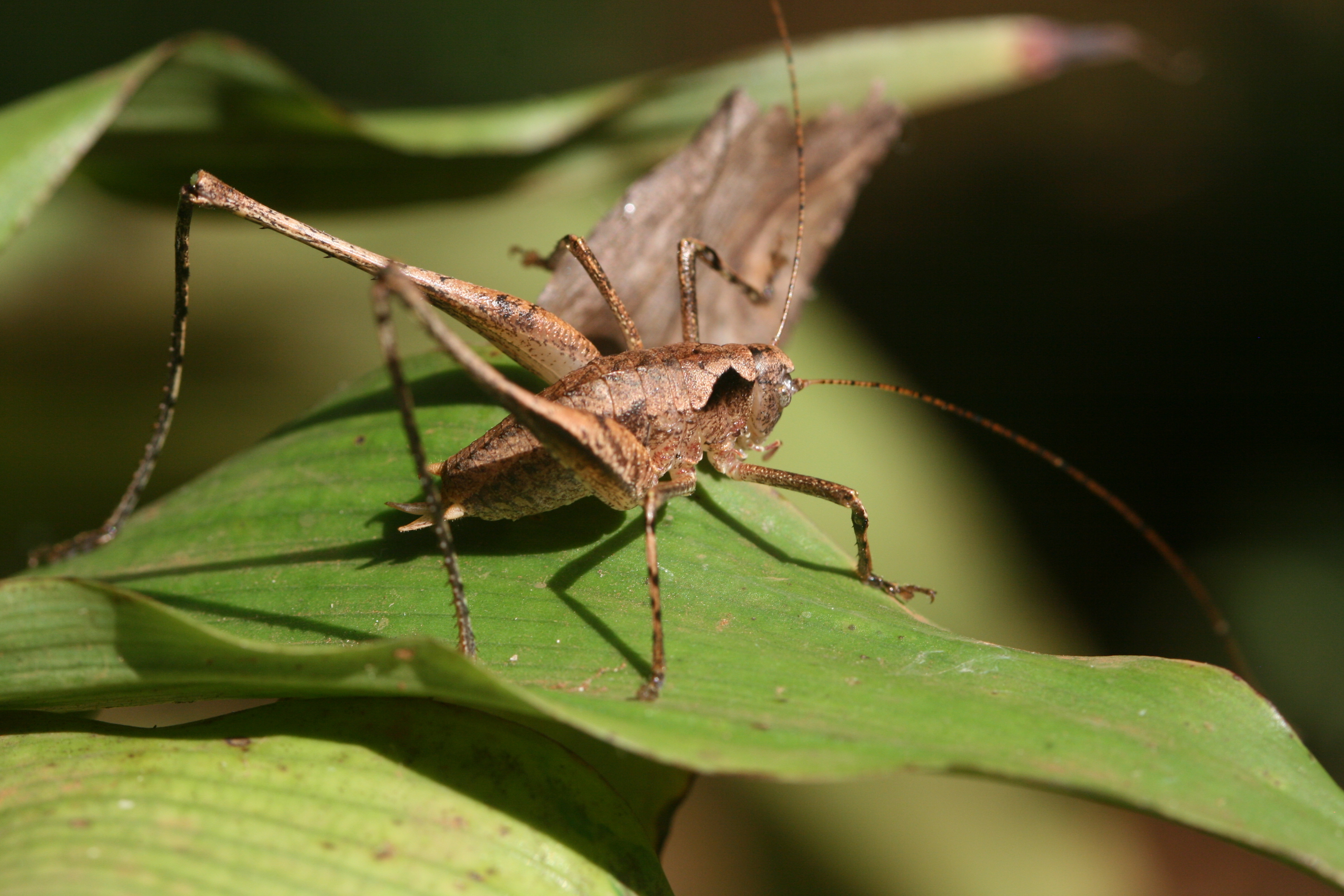 Apteroscirtus planidorsatus Hemp, 2013: male, Uluguru Wald über Morningside, Tanzania. (Otu).