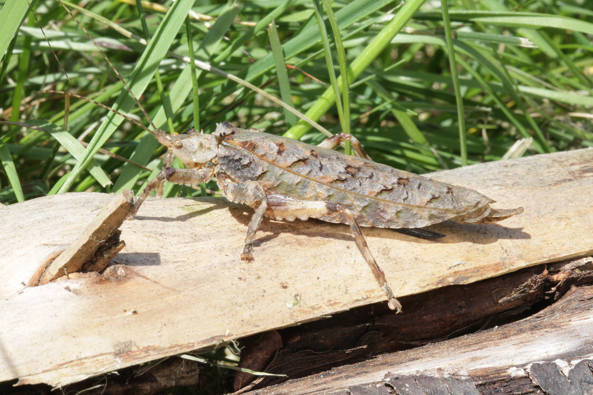 Cymatomera viridimaculata Hemp, 2013: female (Tanzania, Manyara Lake Bugundi Lodge). (Otu).