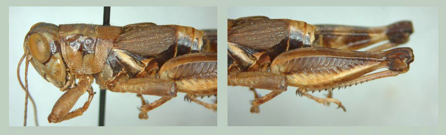 Melanoplus prescotti Otte, 2012: male. (Otu).