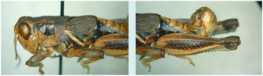 Melanoplus janus Otte, 2012: male. (Otu).