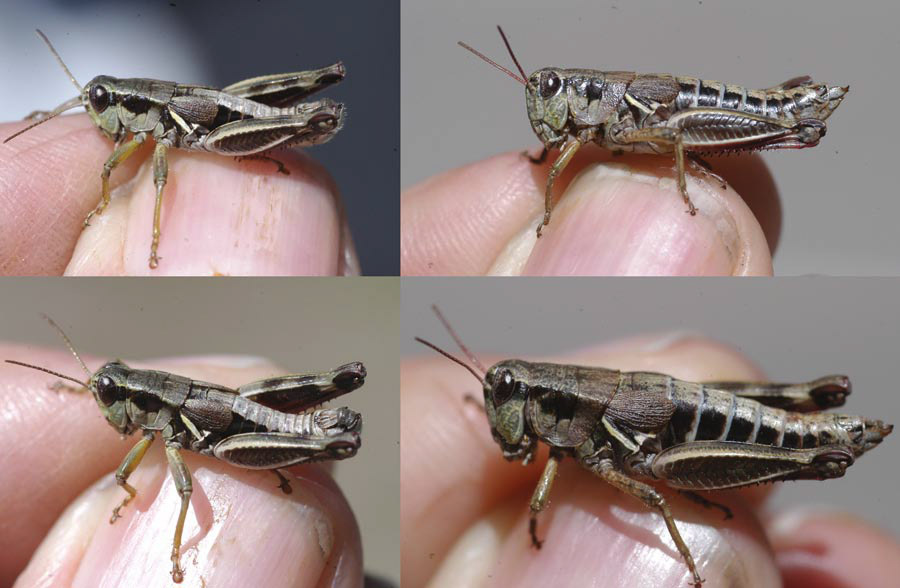 Melanoplus empusa Otte, 2012: (Otu).