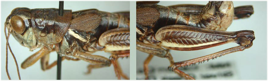 Melanoplus mogollona Otte, 2012: male. (Otu).