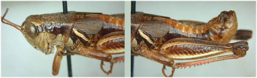 Melanoplus withingtoni Otte, 2012: male. (Otu).