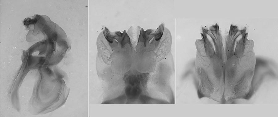 Melanoplus carinae Otte, 2012: Male genitalia. (Otu).