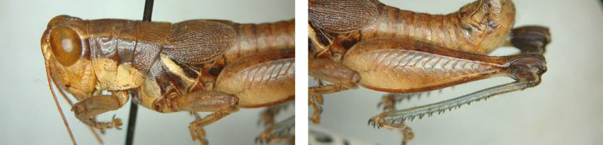 Melanoplus adox Otte, 2012: male. (Otu).