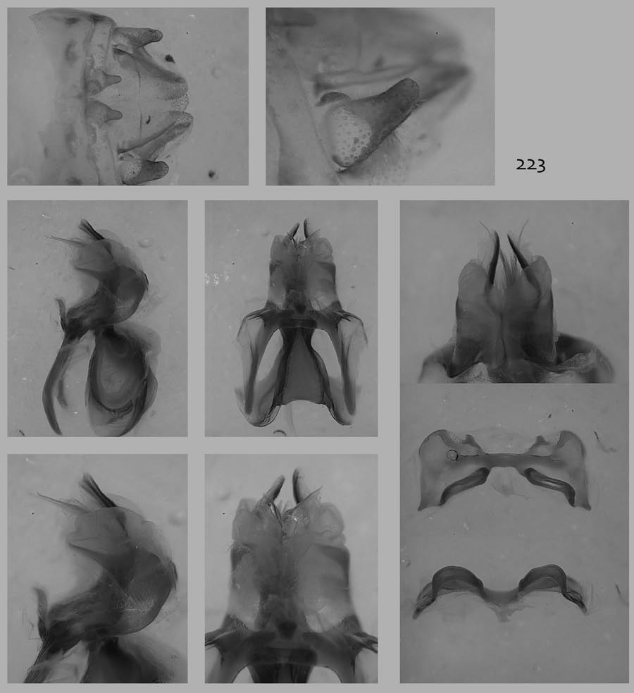 Melanoplus arcanus Otte, 2012: male genitalia. (Otu).