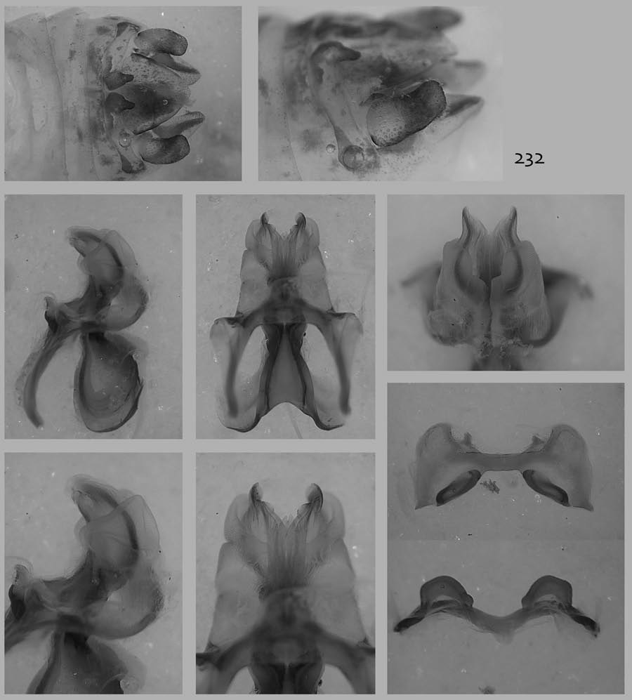 Melanoplus zabro Otte, 2012: male genitalia. (Otu).