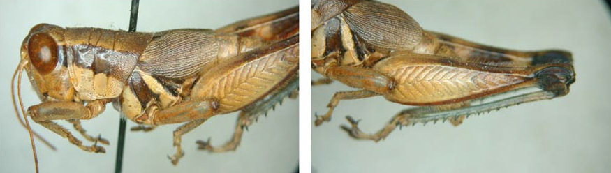 Melanoplus rosor Otte, 2012: male. (Otu).