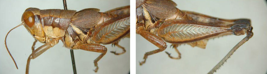 Melanoplus aster Otte, 2012: male. (Otu).