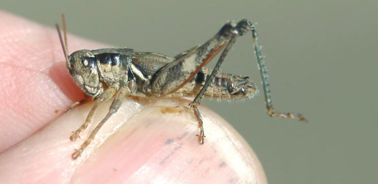 Melanoplus francisdrakei Otte, 2012: male. (Otu).